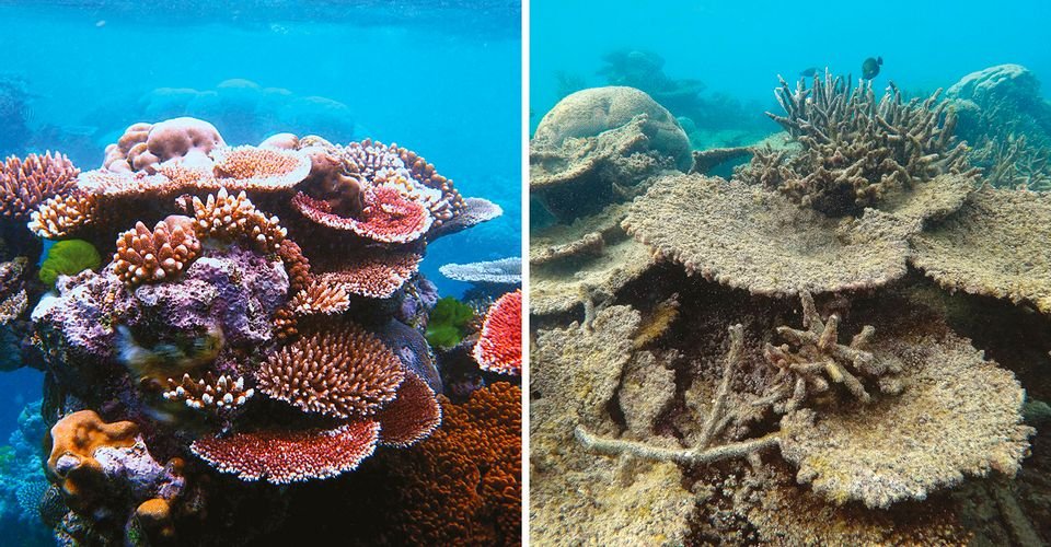 coral before and after bleaching climate crisis