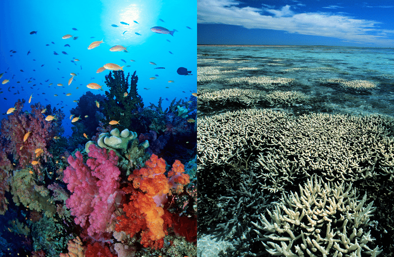 Before and after coral bleaching caused by climate change