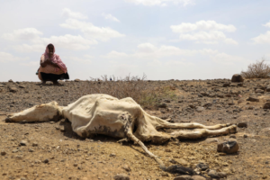 dead cattle from drought